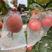 Сетчатый мешочек сумка A01 для защиты фруктов и овощей от вредителей 20*30 см